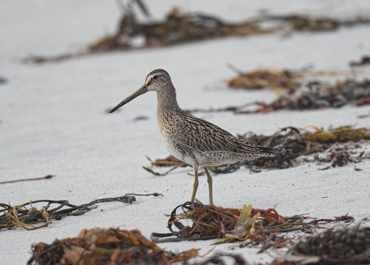 Short-billed Dowitcher - ML623486028