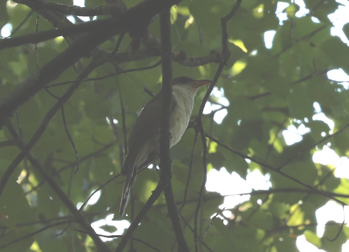 Yellow-billed Cuckoo - ML623486075