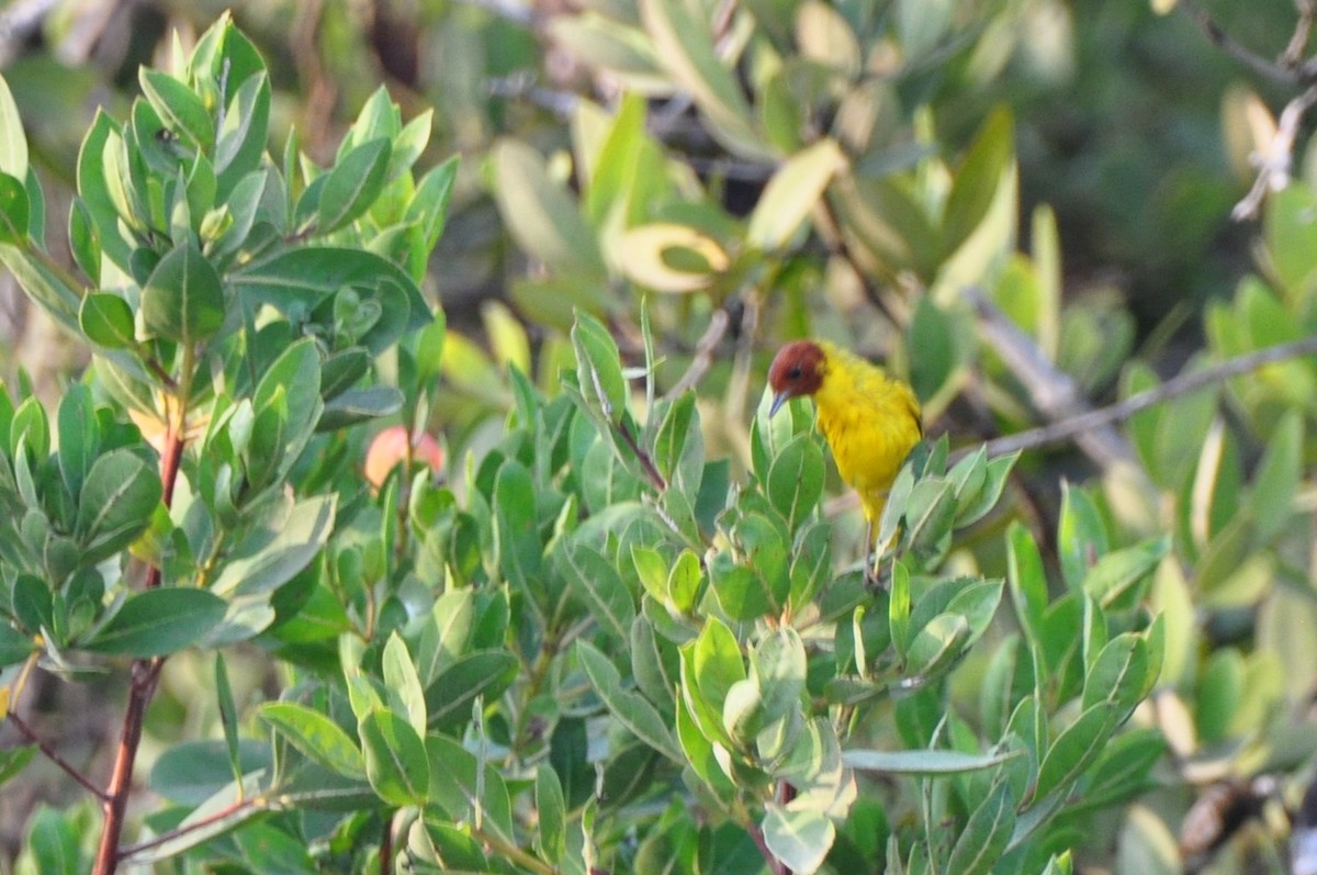 Yellow Warbler (Mangrove) - ML623486201