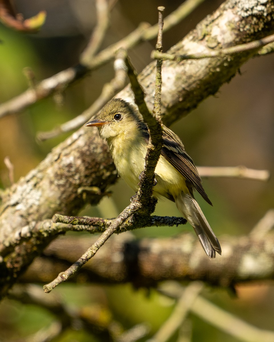 Yellow-bellied Flycatcher - ML623486212