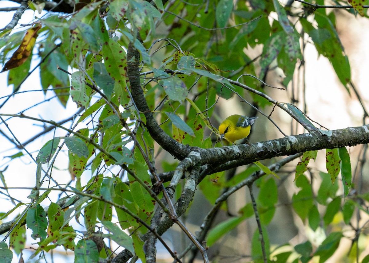 Blue-winged Warbler - ML623486229