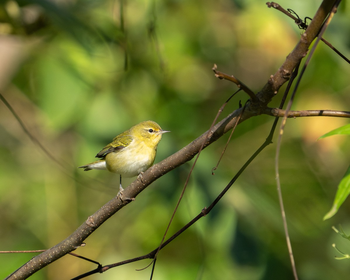 Tennessee Warbler - ML623486240