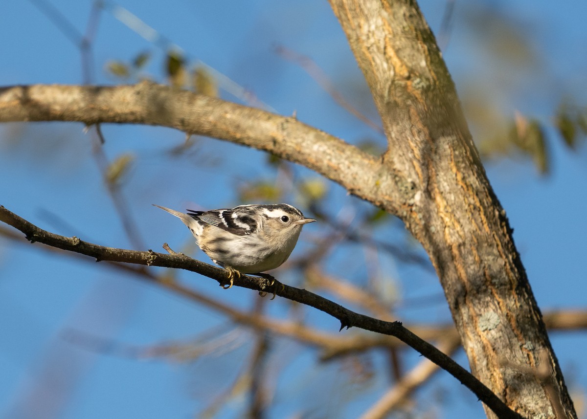 Black-and-white Warbler - ML623486253