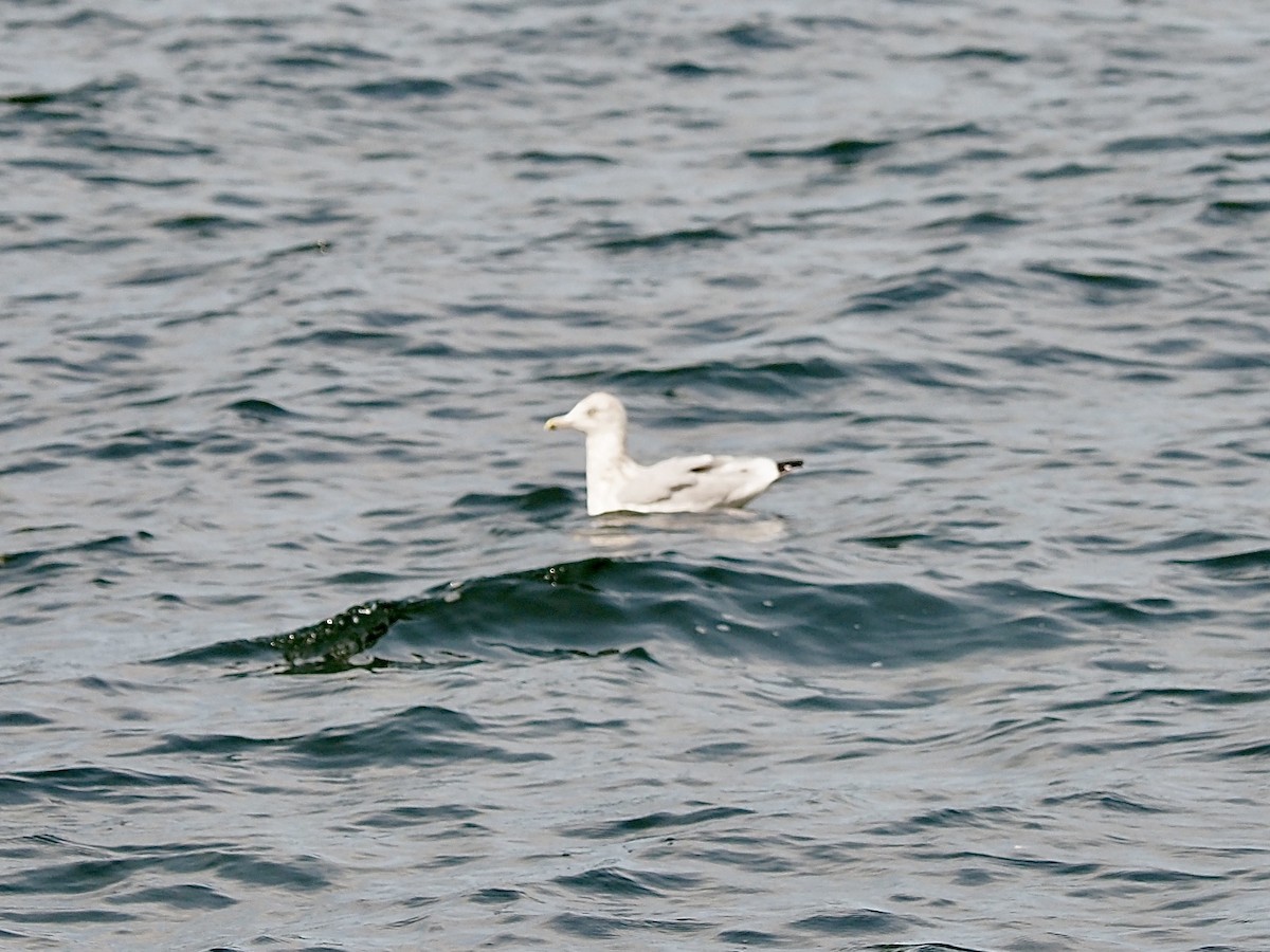 Herring Gull (American) - ML623486266