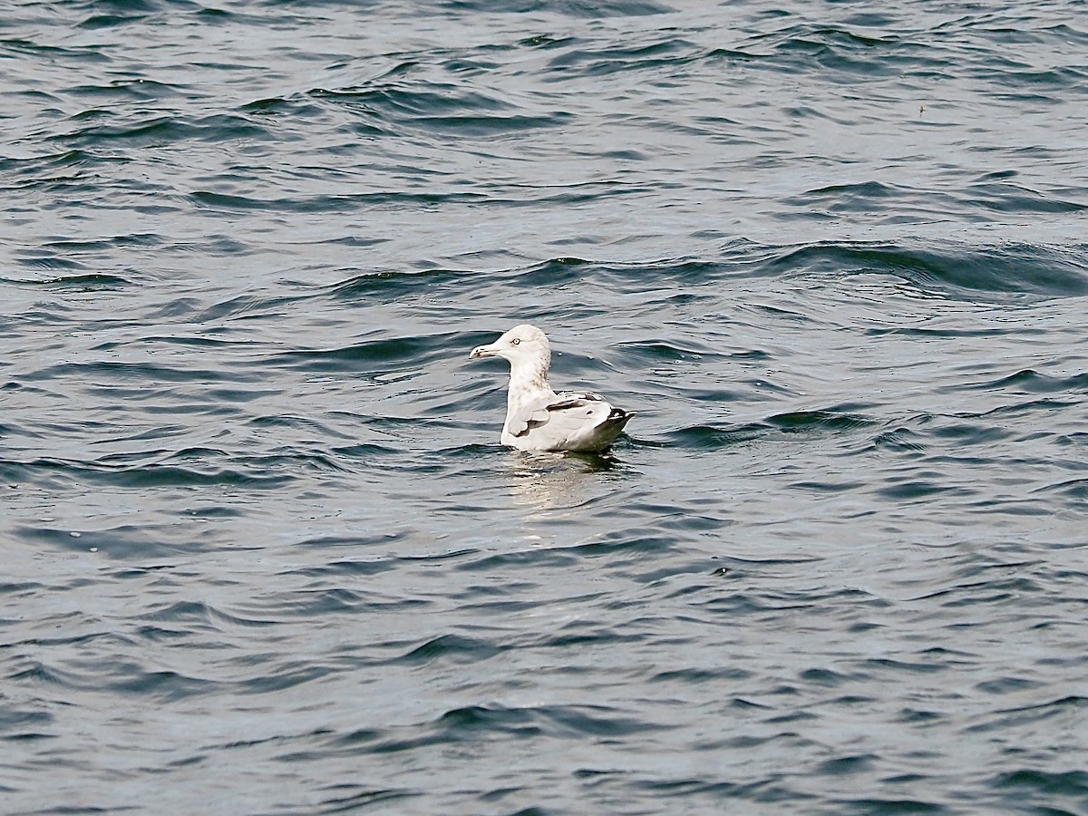 Herring Gull (American) - ML623486267