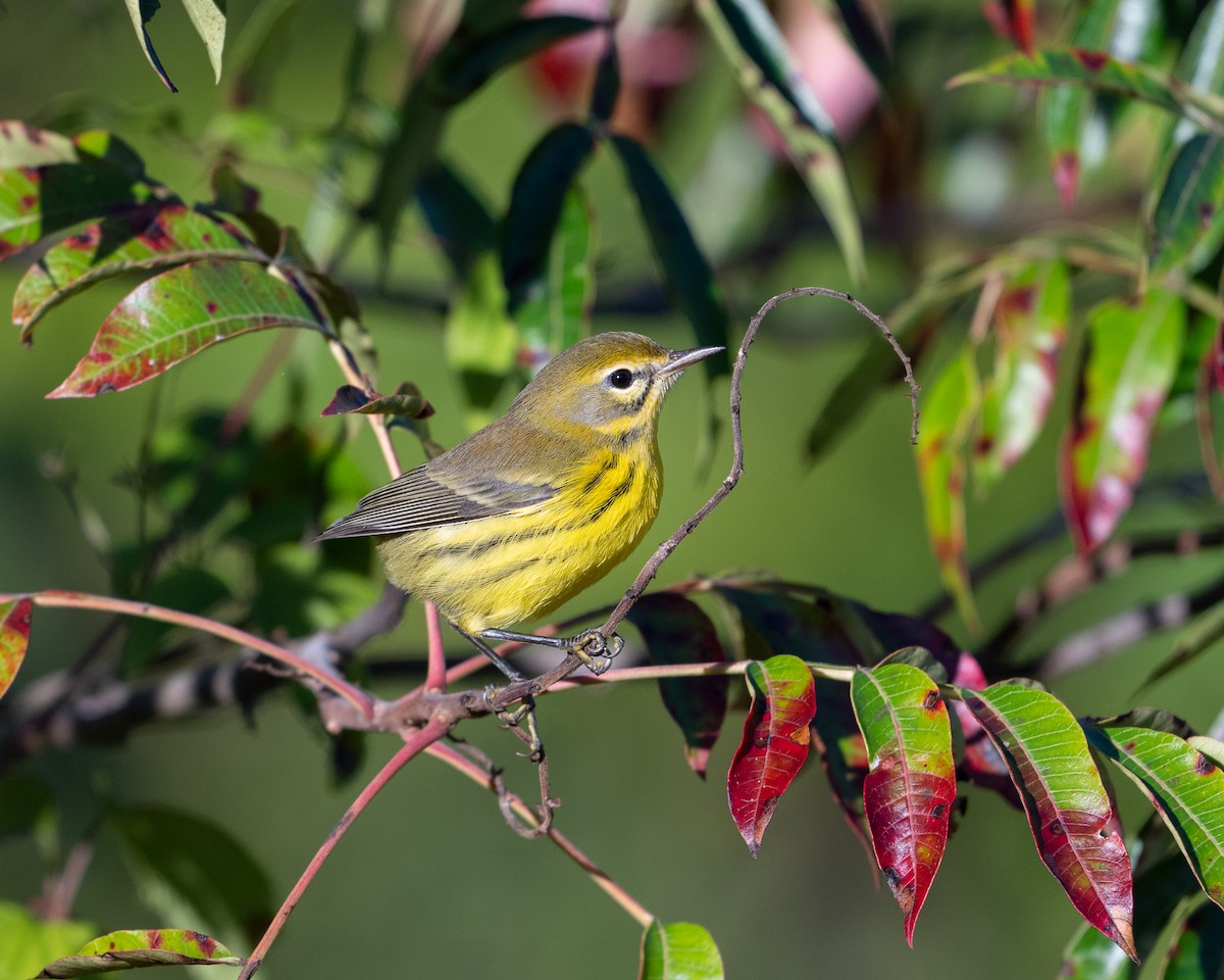 Prairie Warbler - ML623486290