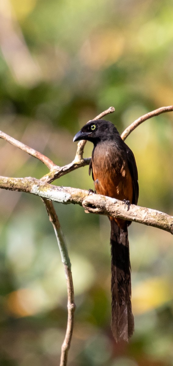 Andaman Treepie - ML623486291