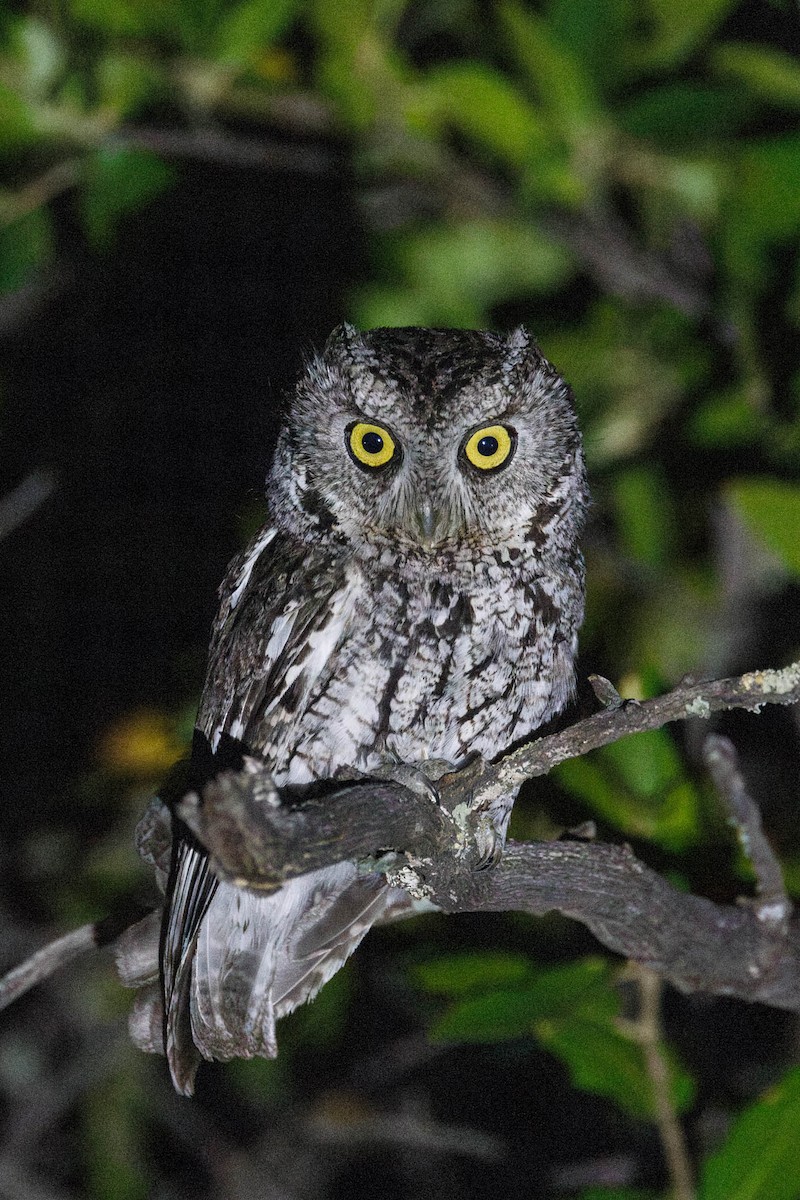 Whiskered Screech-Owl - ML623486294