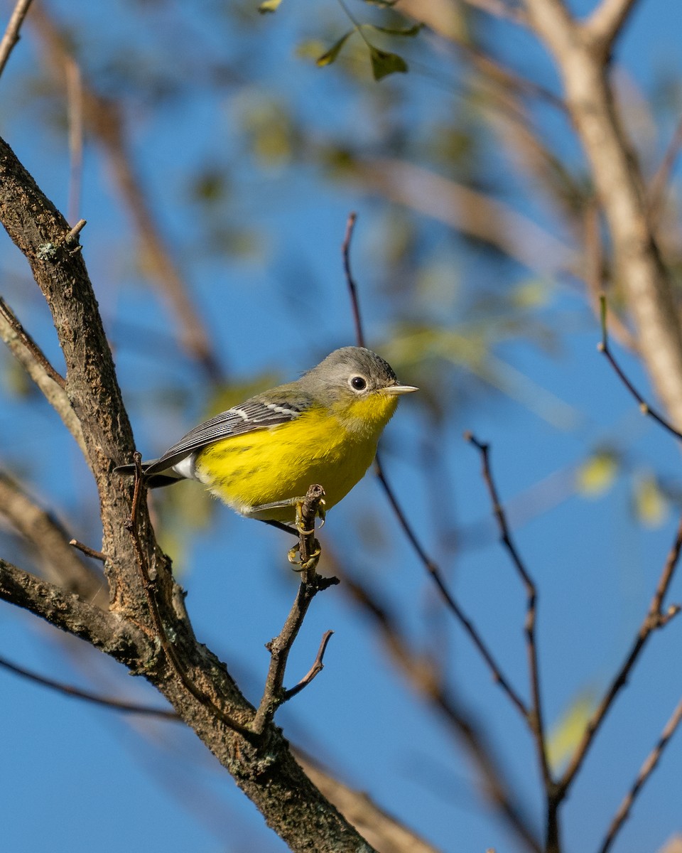 Magnolia Warbler - ML623486302