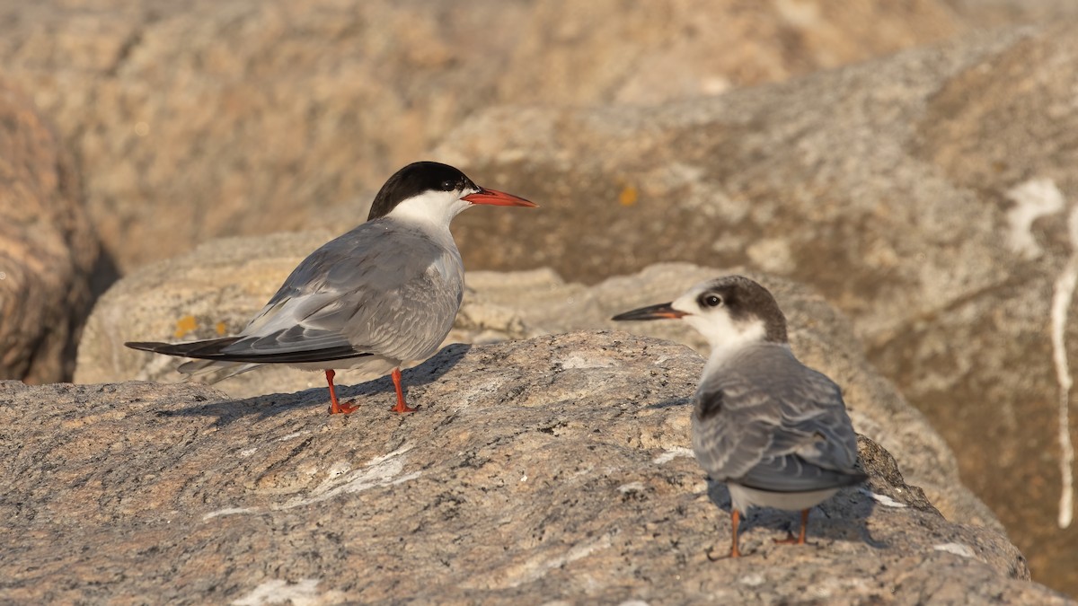 Common Tern - ML623486303