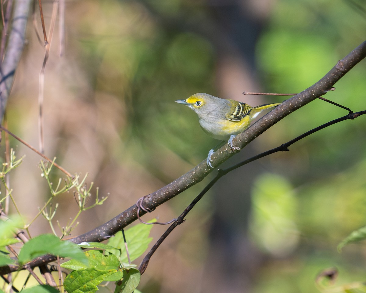 White-eyed Vireo - ML623486318