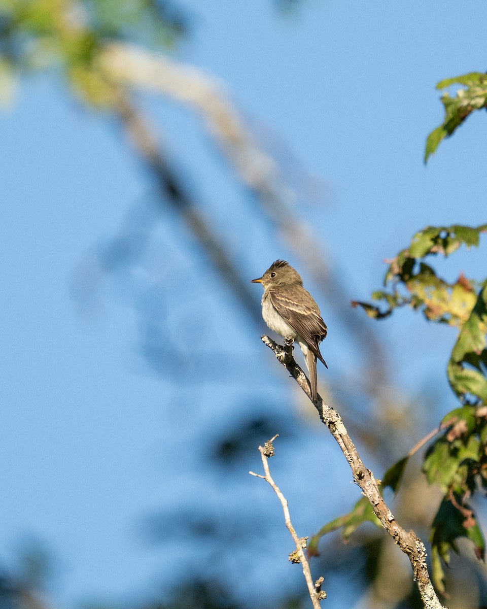 Eastern Wood-Pewee - ML623486333