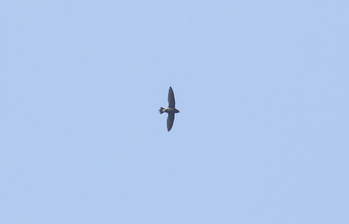 Brown-backed Needletail - ML623486337