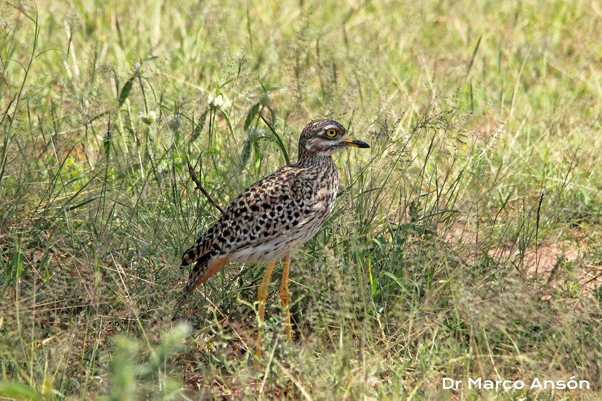 Spotted Thick-knee - ML623486344