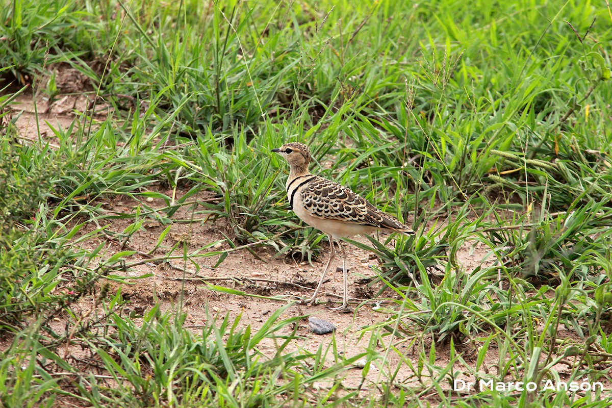 Double-banded Courser - Marco Ansón Ramos