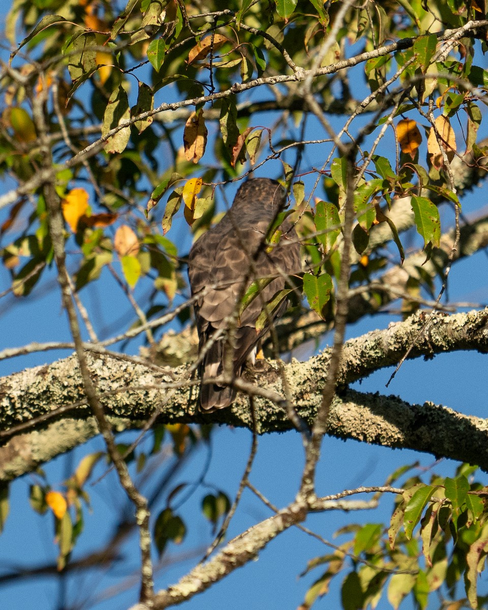 Broad-winged Hawk - ML623486350