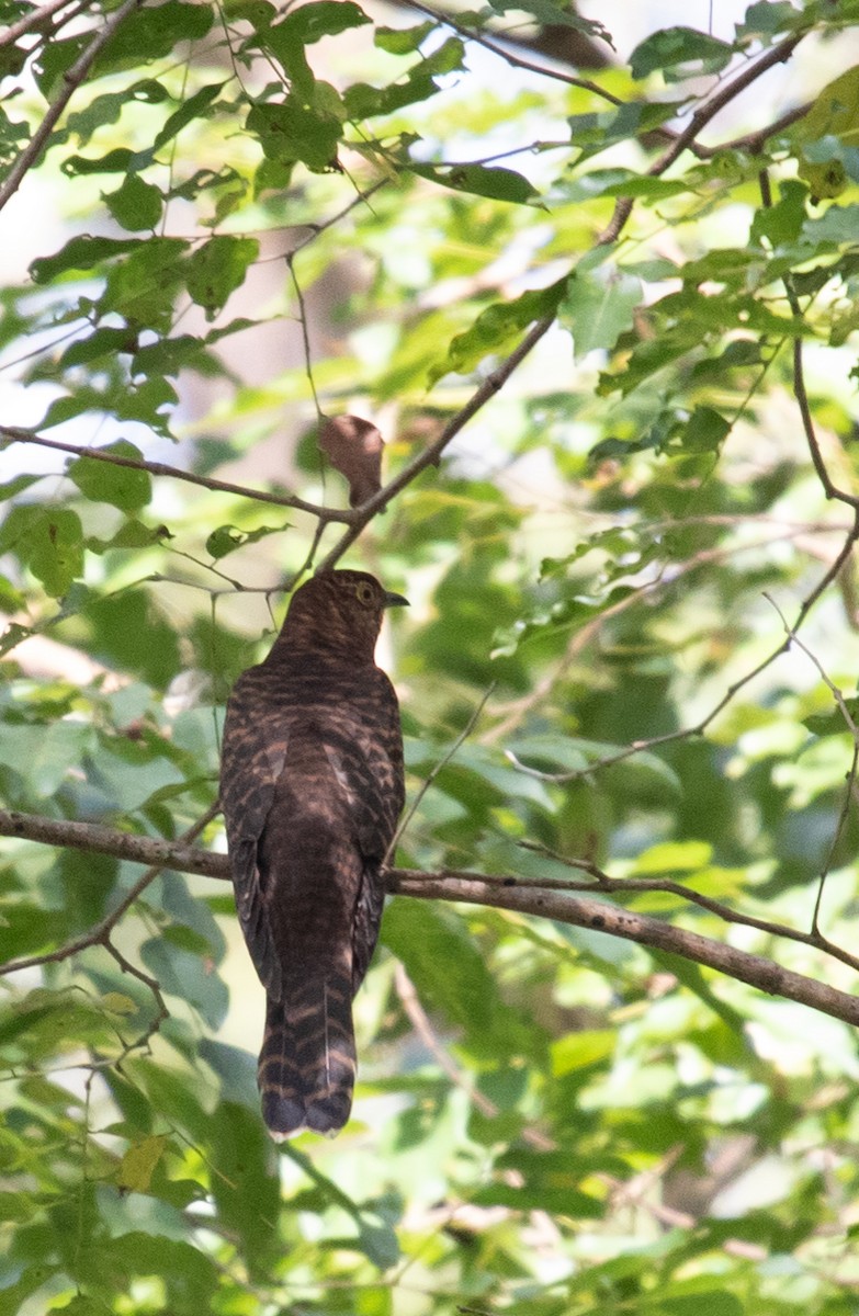 Himalayan Cuckoo - ML623486362