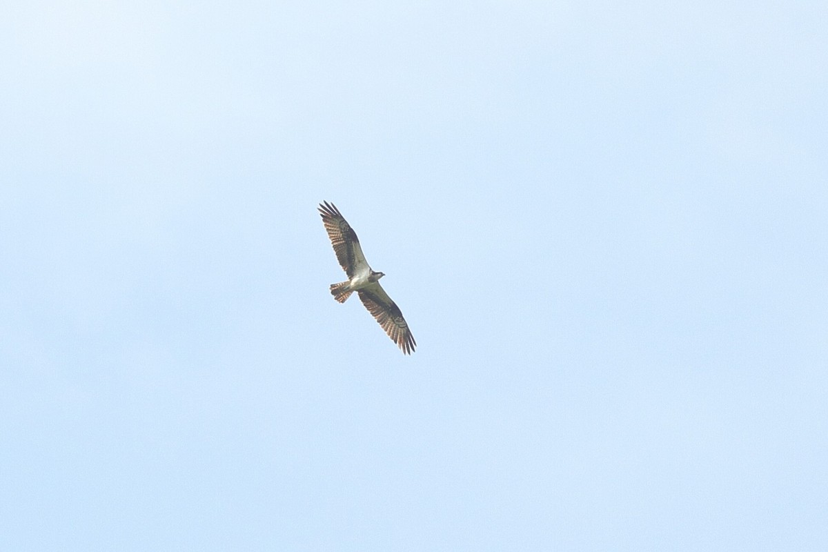 Balbuzard pêcheur (haliaetus) - ML623486382