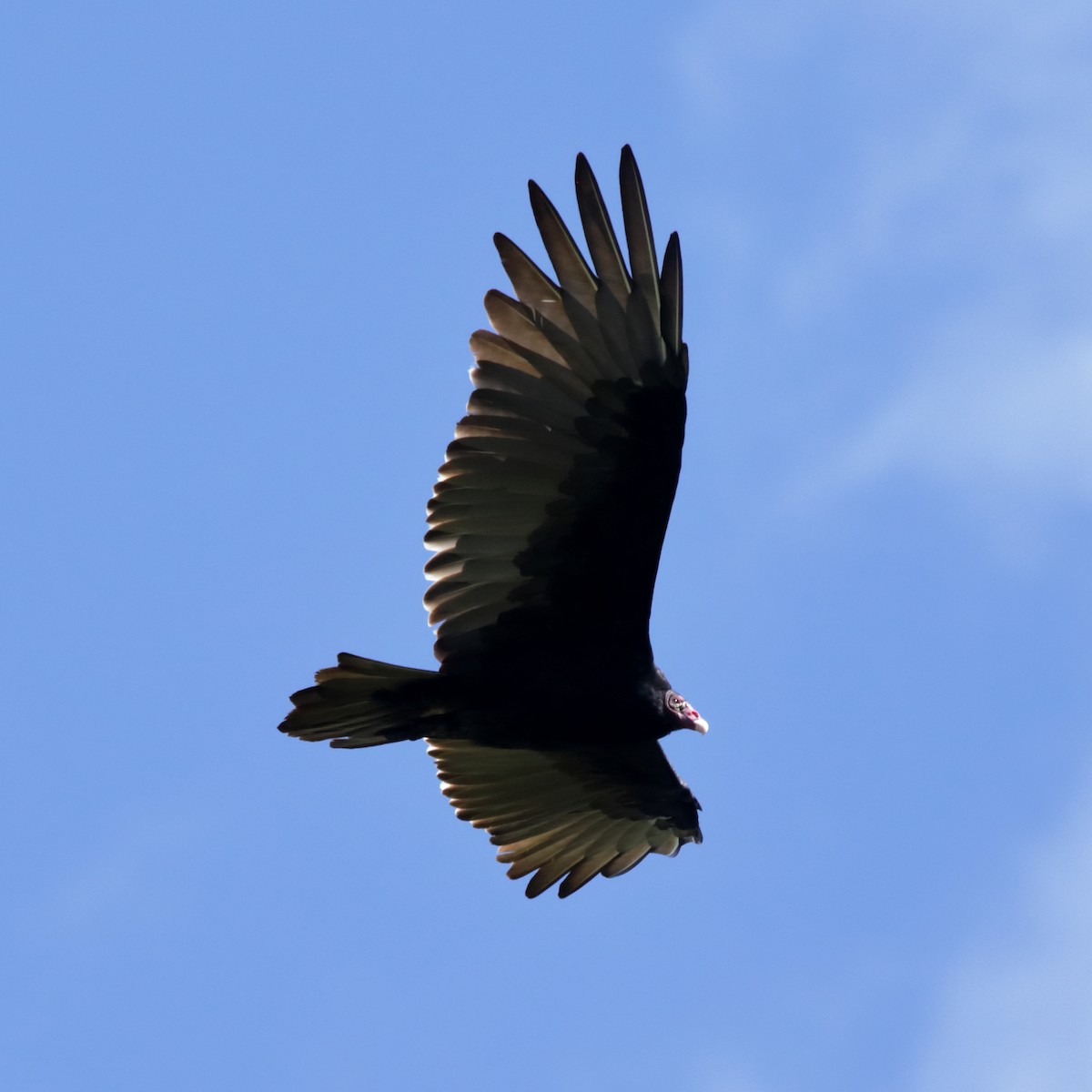 Turkey Vulture - ML623486447