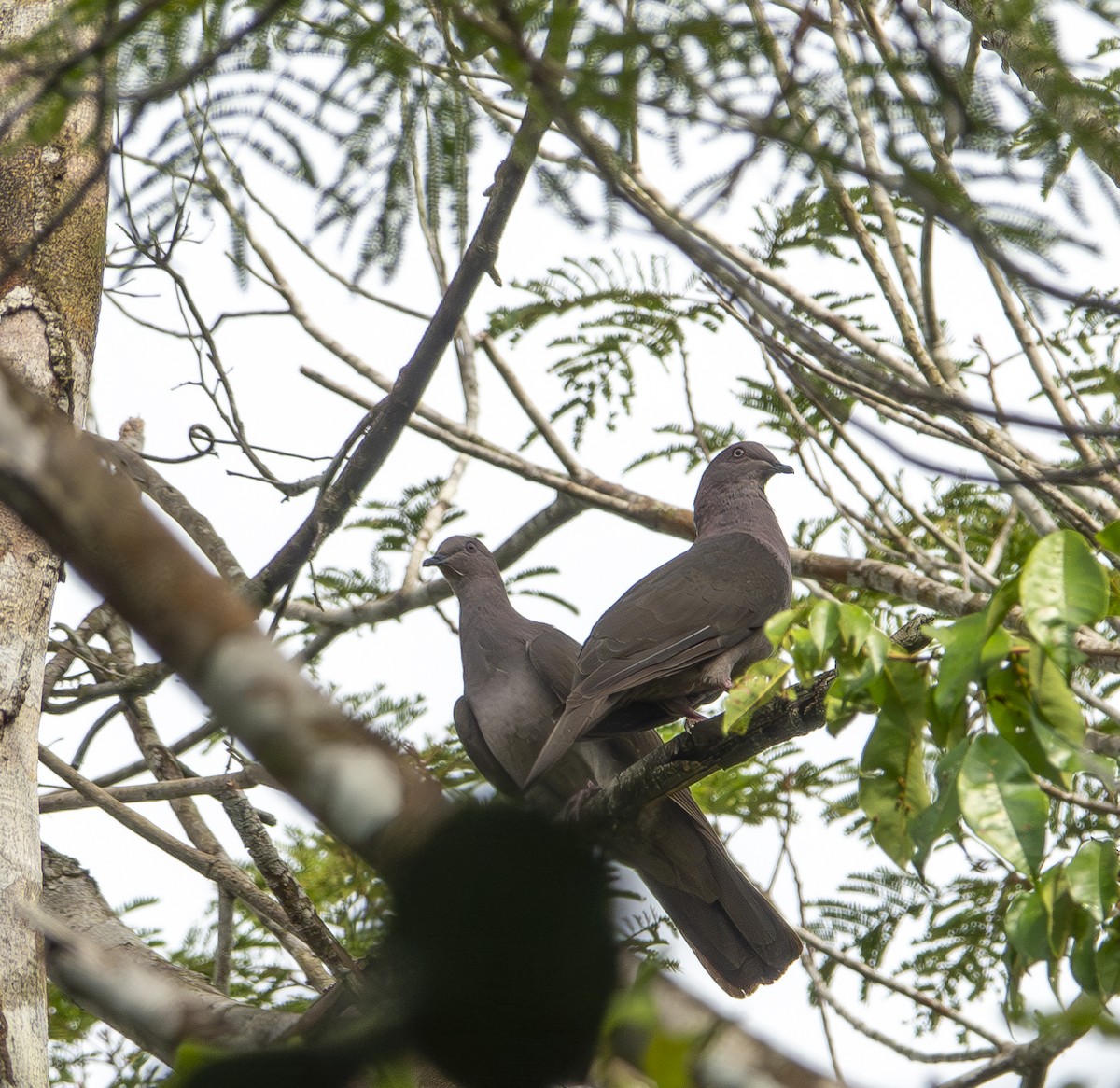 Plumbeous Pigeon - ML623486481