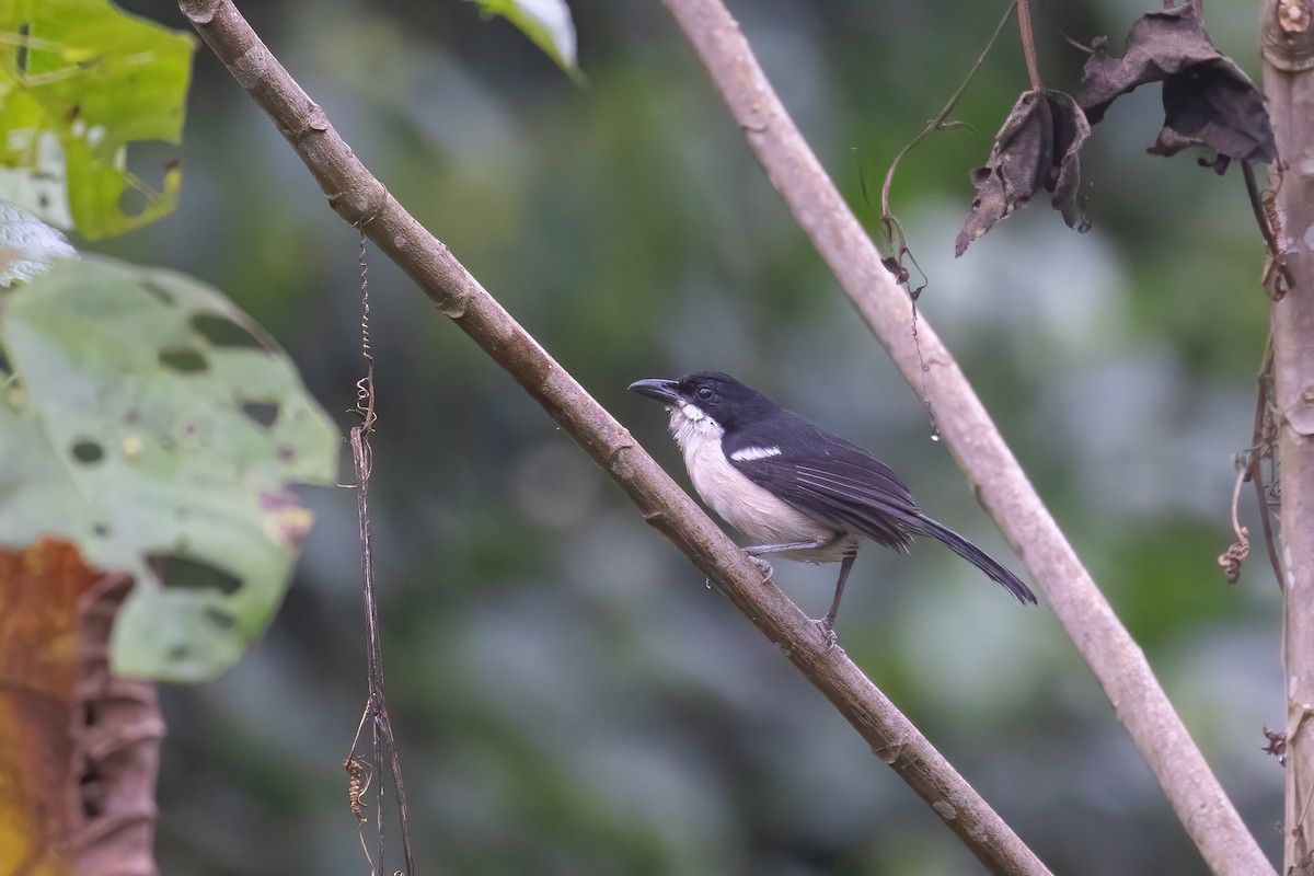 Tropical Boubou - Thomas Galewski