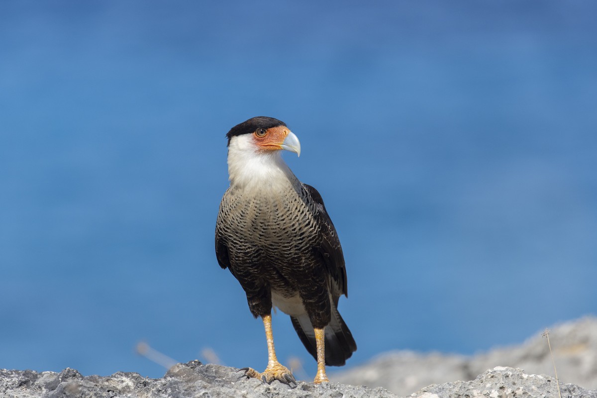 Crested Caracara (Northern) - ML623486505