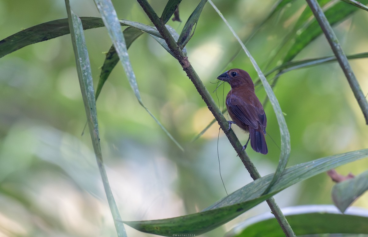 Amazonian Grosbeak - ML623486564