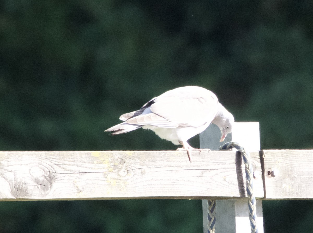 Stock Dove - Yvonne van Netten