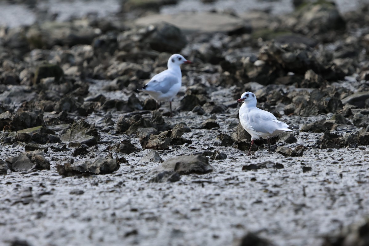 Black-headed Gull - ML623486626