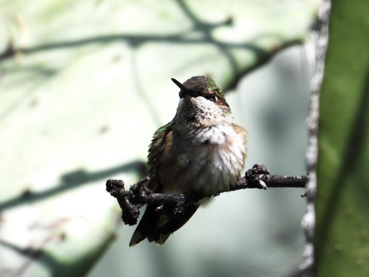 Ruby-throated Hummingbird - Rocío Reybal 🐦