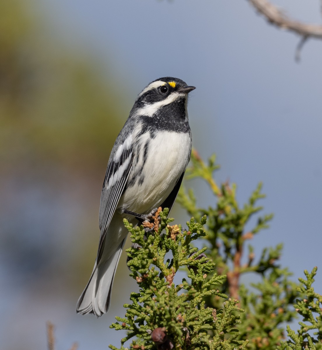 Black-throated Gray Warbler - ML623486647