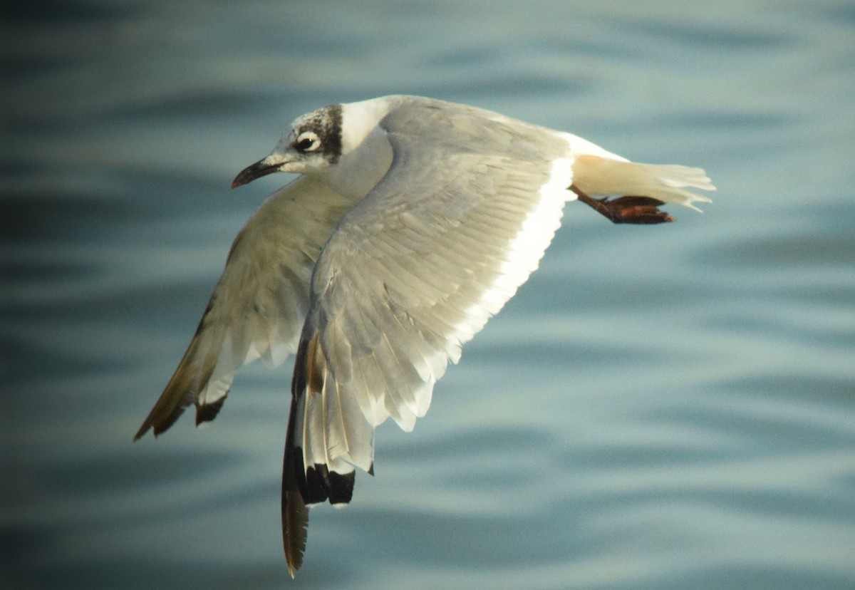 Gaviota Pipizcan - ML623486665