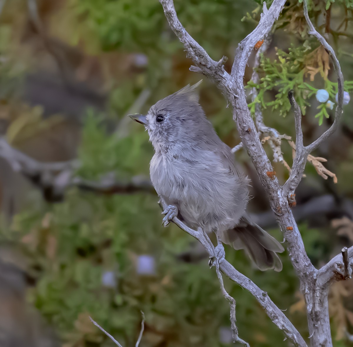 Juniper Titmouse - ML623486672