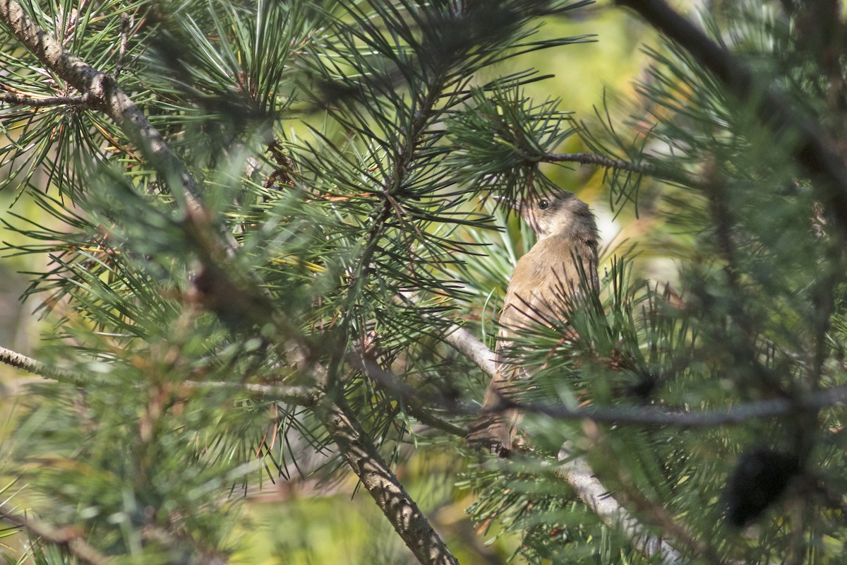 Great Reed Warbler - ML623486708