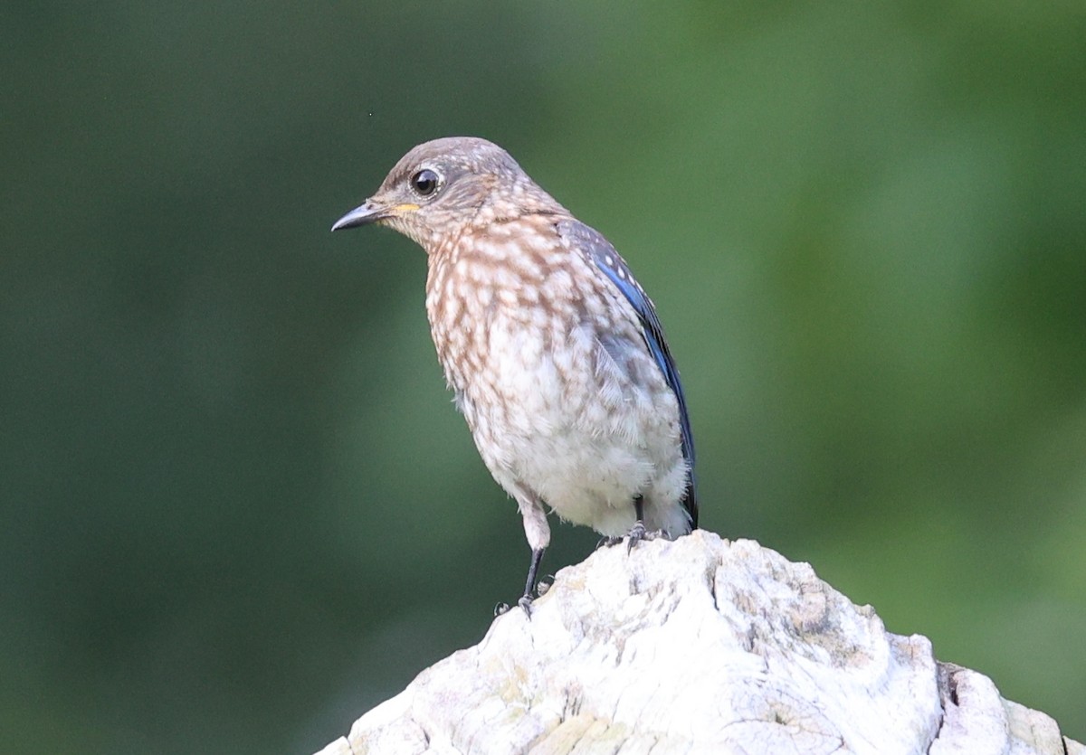 Eastern Bluebird - ML623486715