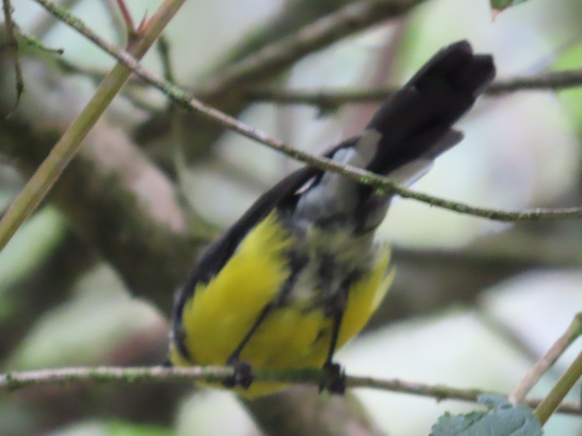 Golden-fronted Redstart - ML623486717