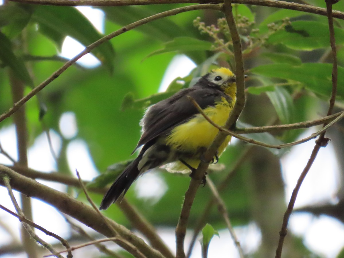 Golden-fronted Redstart - ML623486718