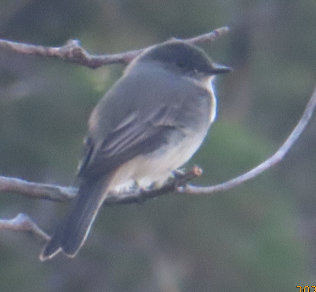 Eastern Phoebe - ML623486729