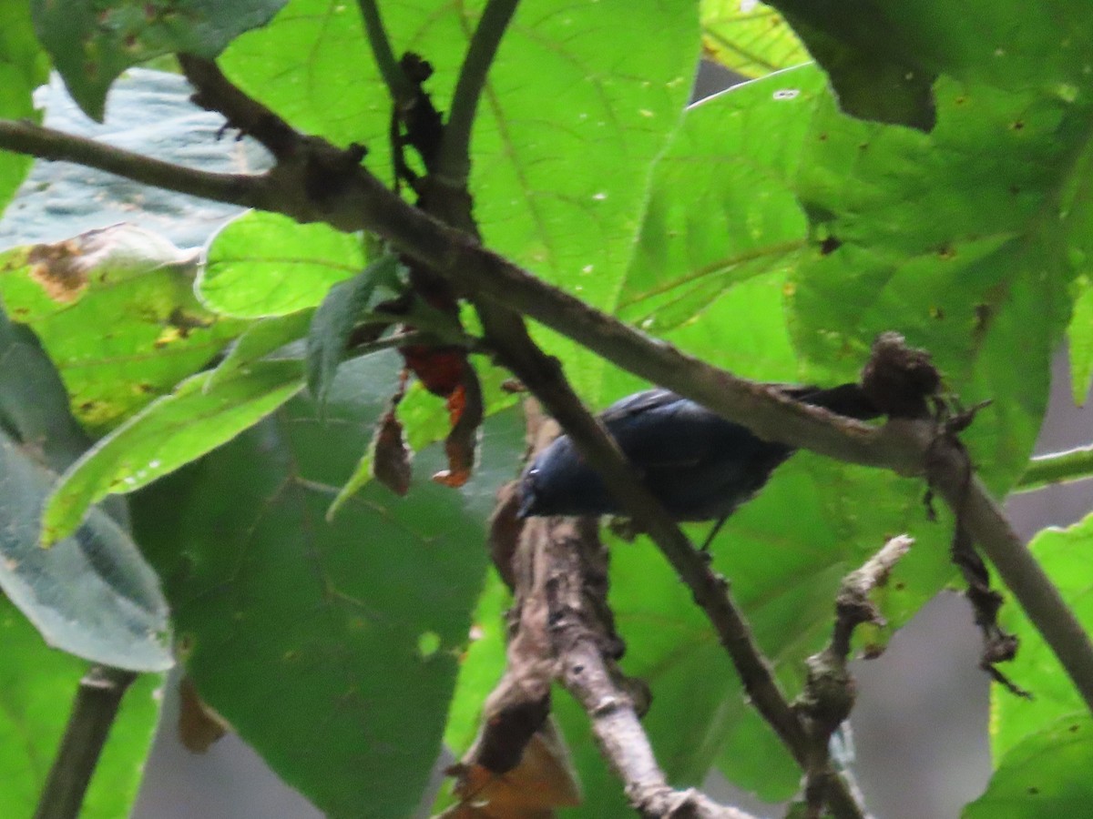 Blue-and-black Tanager - Manuel y Juanita Franco Angel