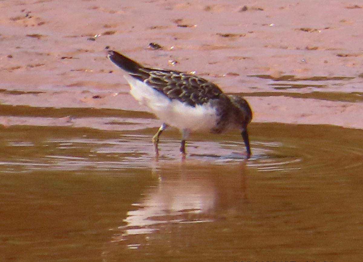 Least Sandpiper - John Maresh