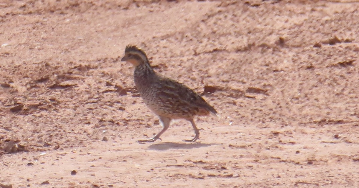 Northern Bobwhite - John Maresh