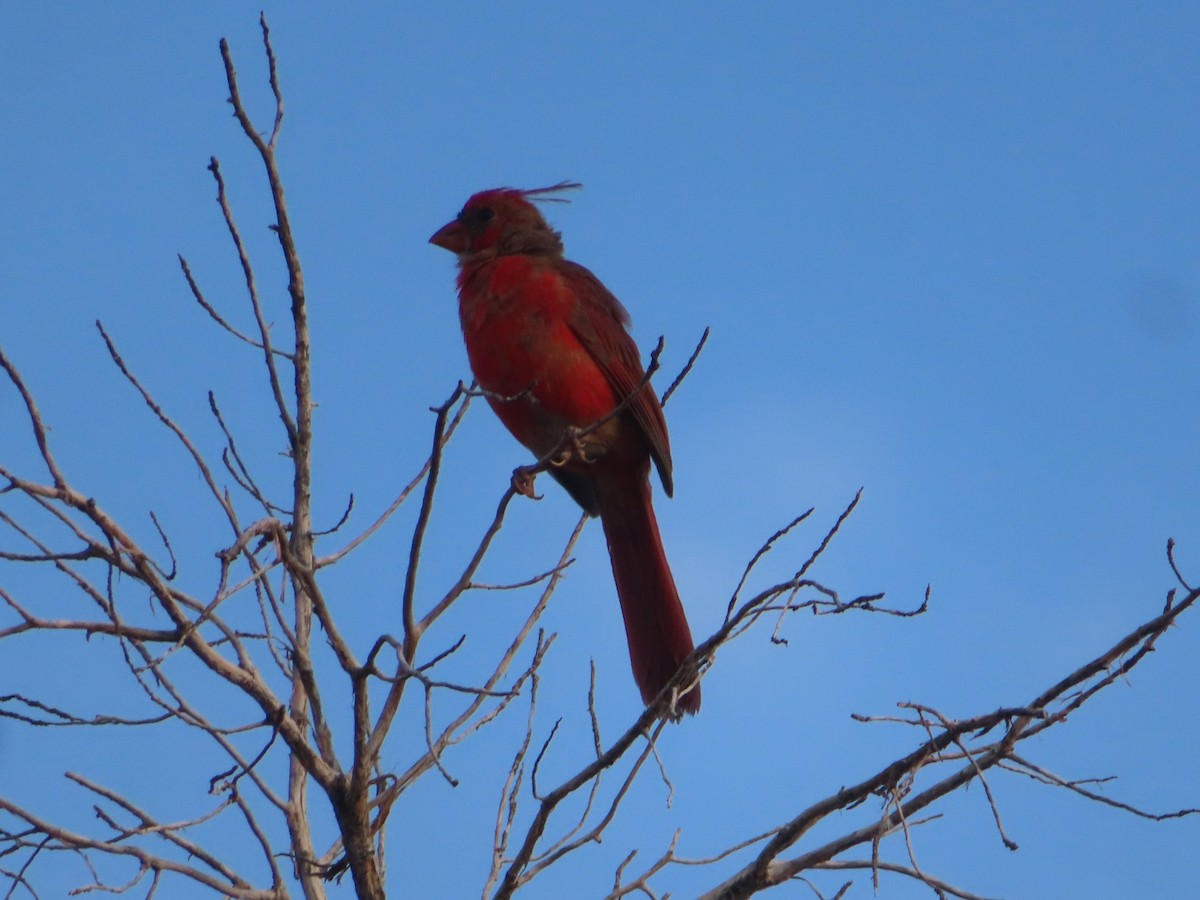 Northern Cardinal - ML623486789