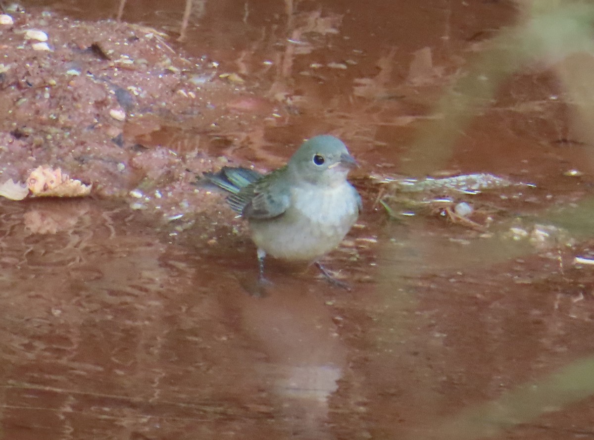 Painted Bunting - ML623486793