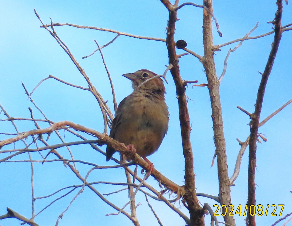 Rufous-crowned Sparrow - ML623486806