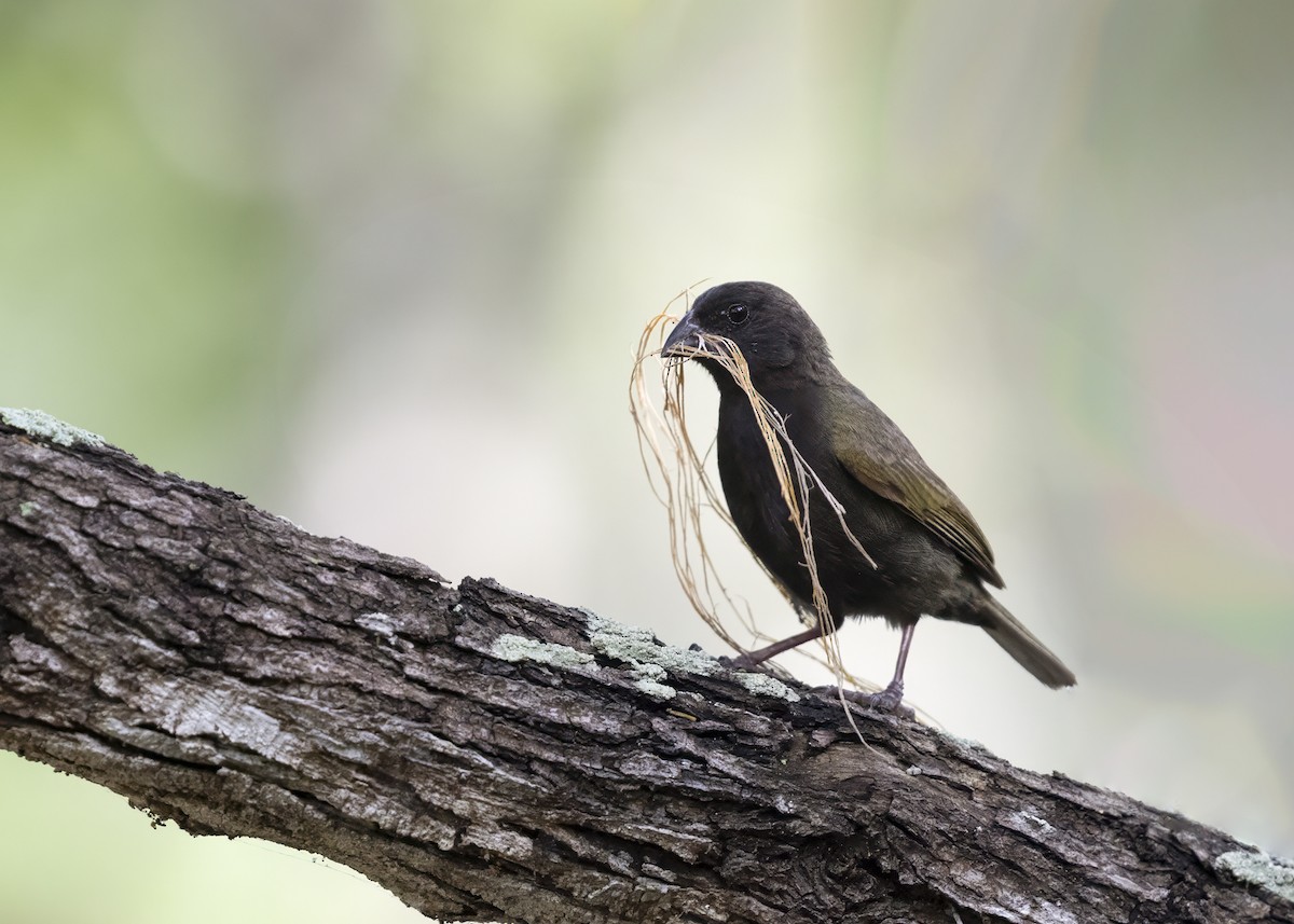 Black-faced Grassquit - ML623486807