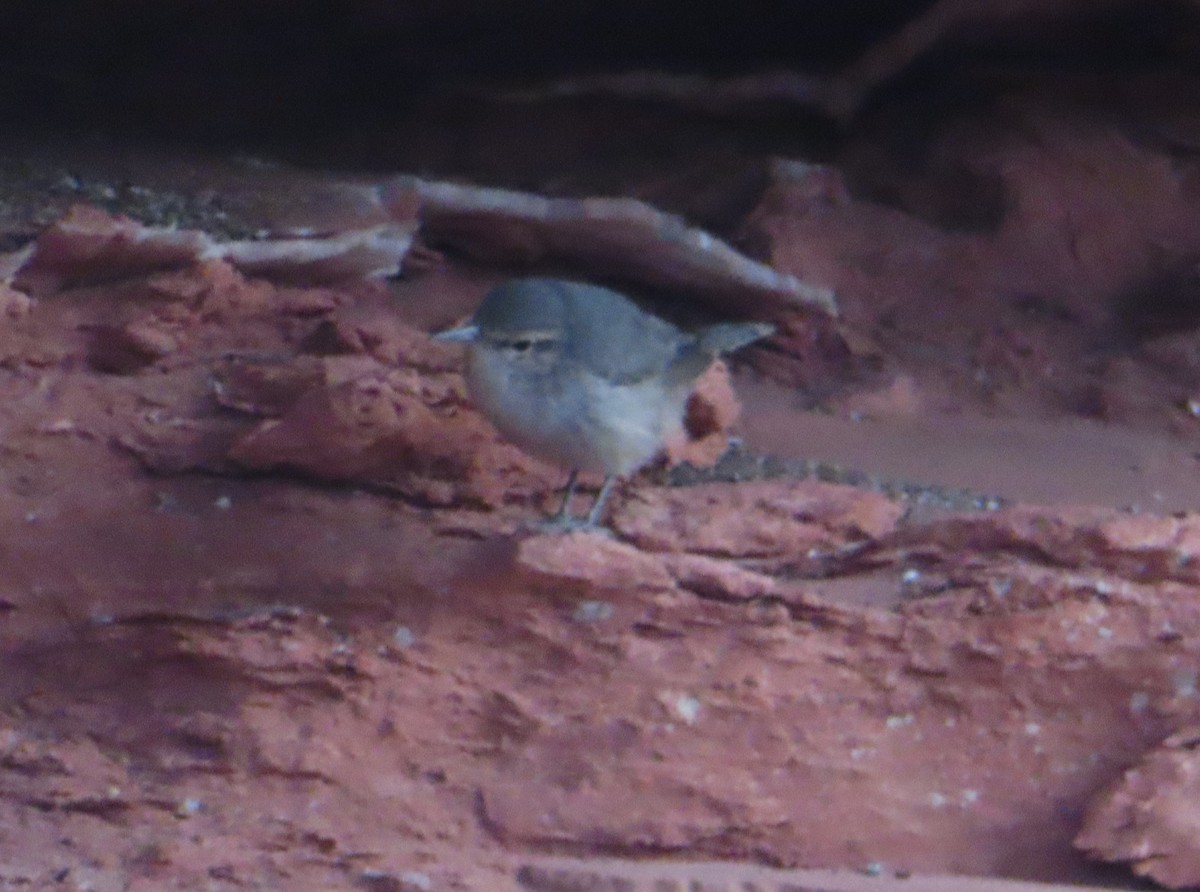 Rock Wren - ML623486817