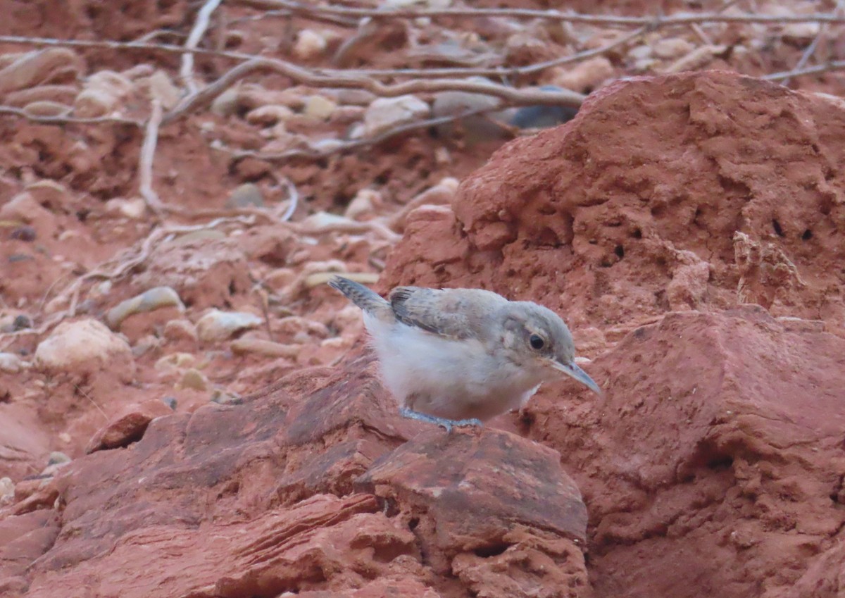 Rock Wren - ML623486834