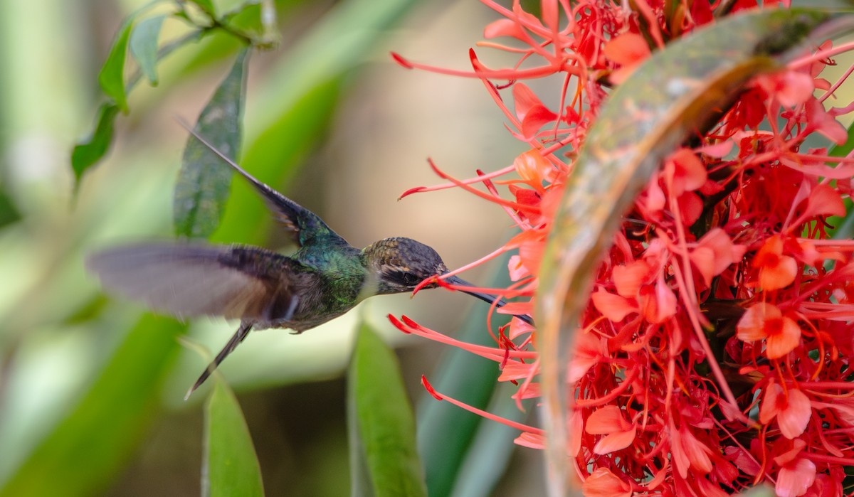 White-whiskered Hermit - ML623486840