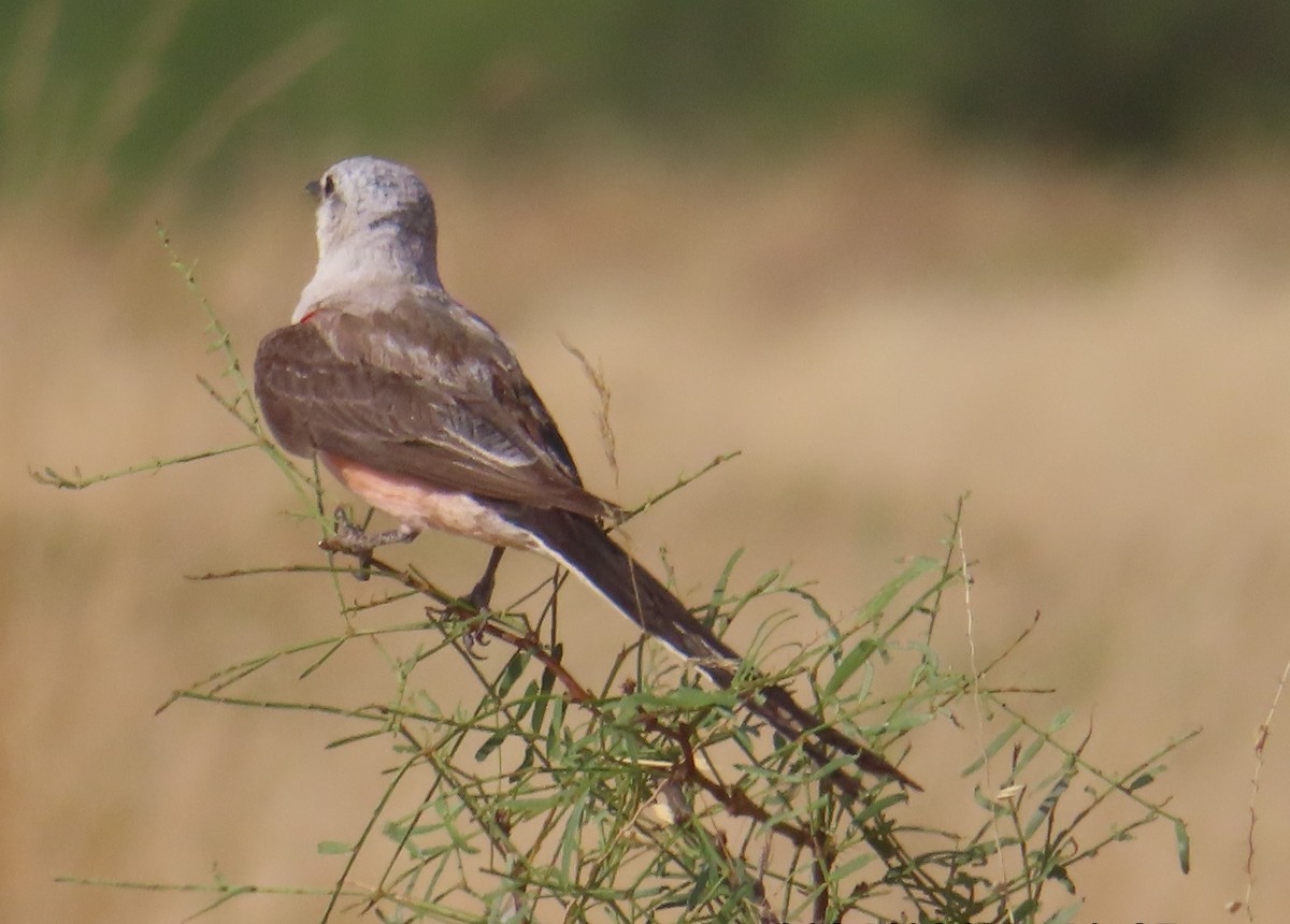 Scissor-tailed Flycatcher - ML623486855