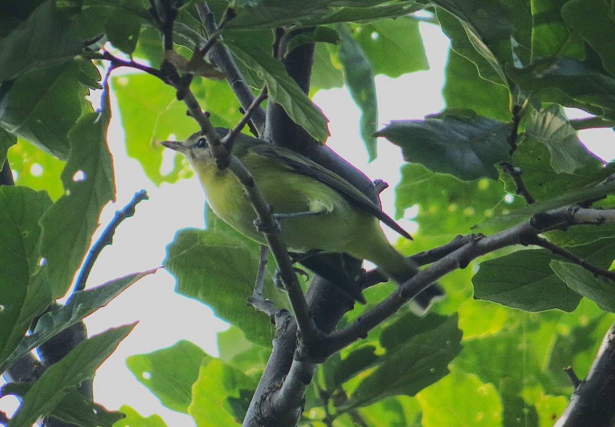 Philadelphiavireo - ML623486877